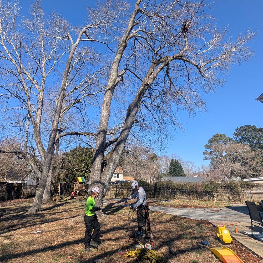 Tactical Timber Tippers Tree Service&rsquo;s
