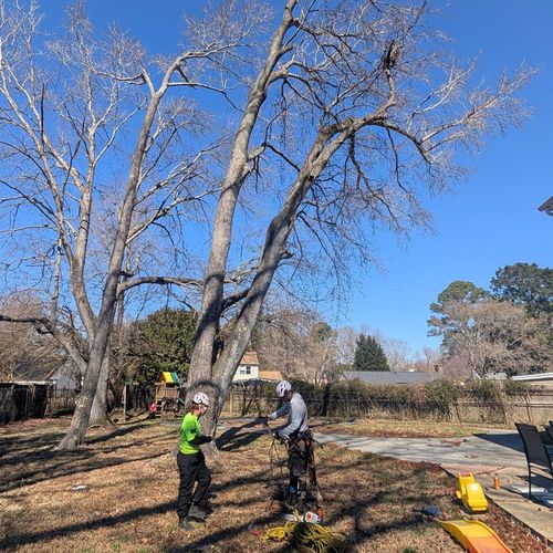 Tactical Timber Tippers Tree Service&rsquo;s