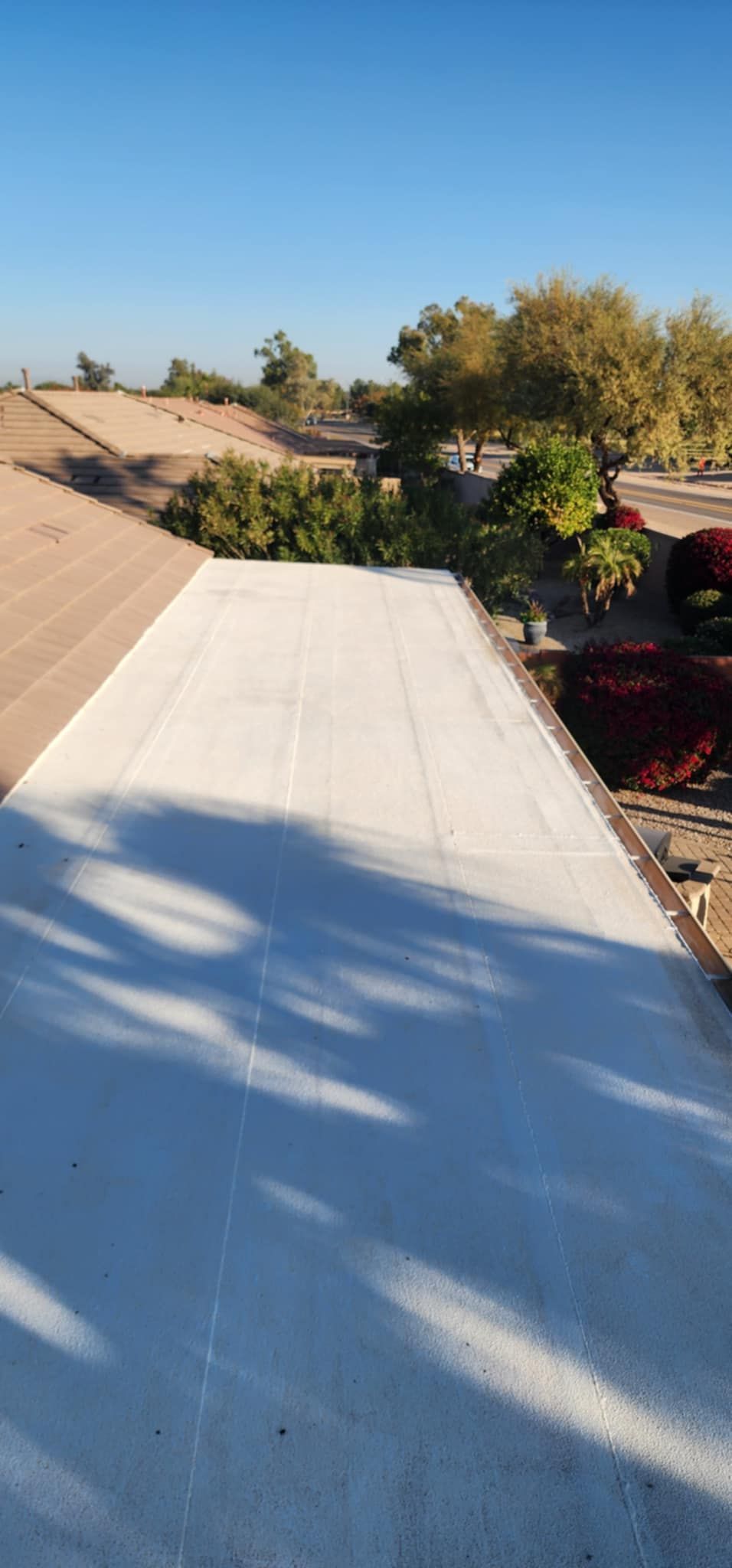 White concrete walkway beside desert plants under a clear blue sky