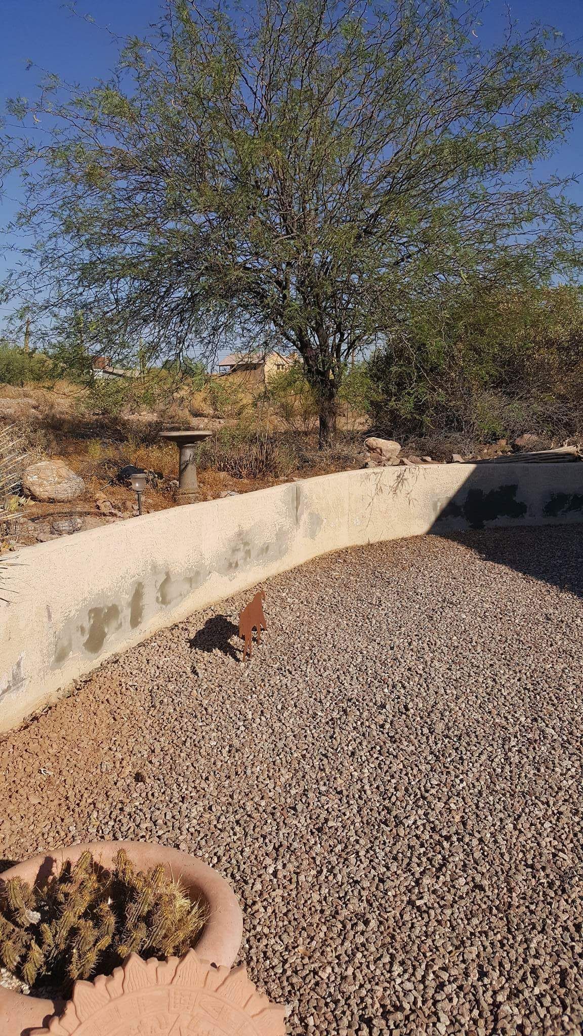 Gravel yard with a tree, low concrete wall, and a small potted plant in the foreground.