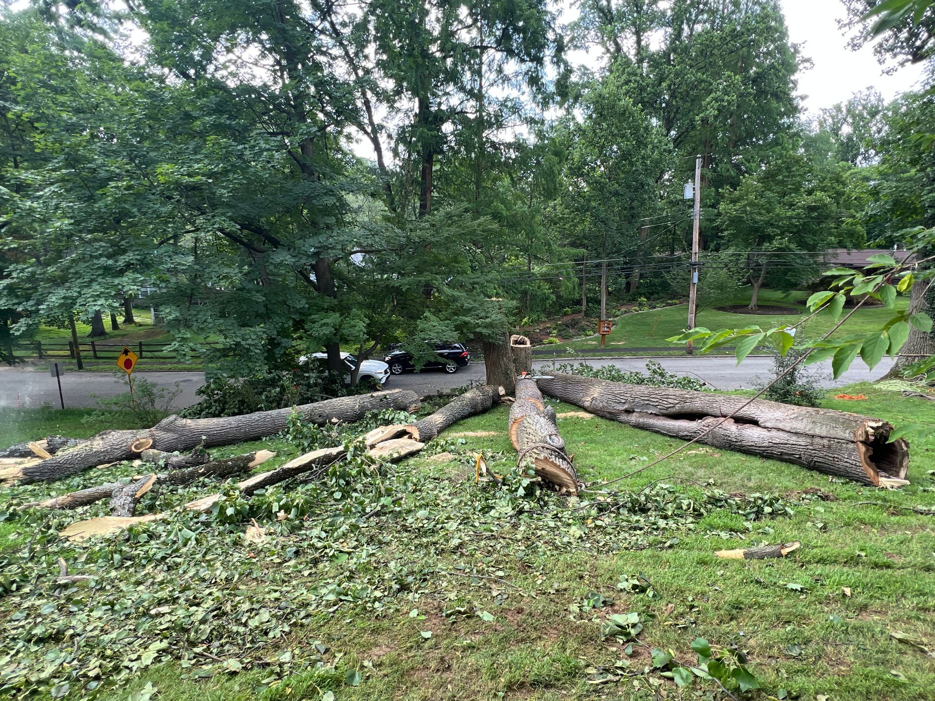 A large, hollowed tree has been cut into sections and lies on a grassy lawn in front of a road and woods.