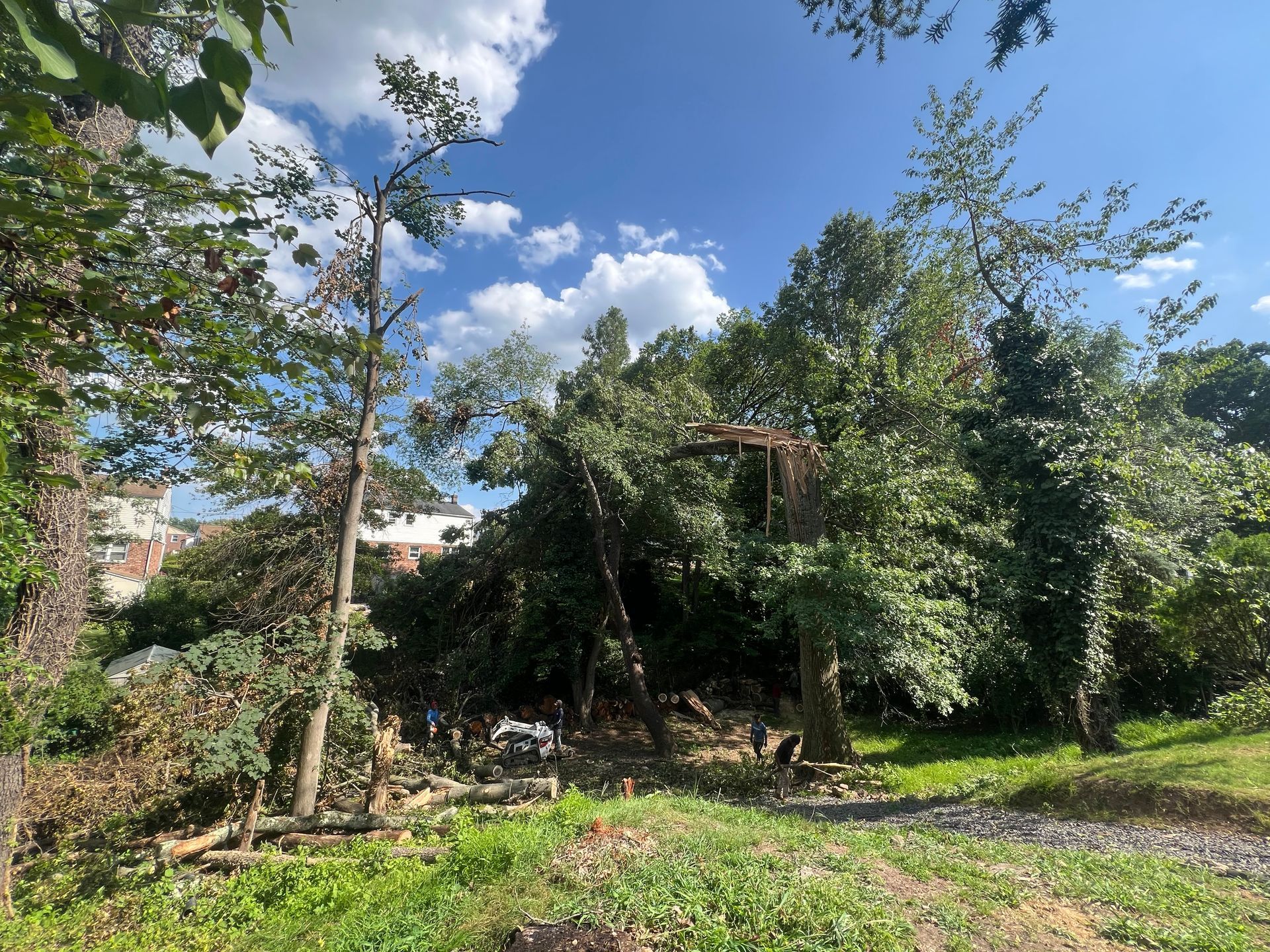 A fallen tree rests on its side in a wooded area under a blue, cloudy sky.