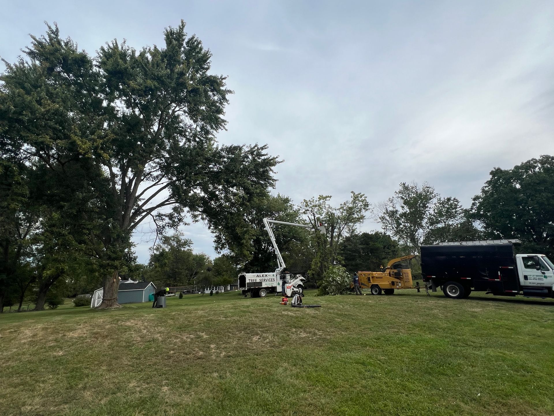 Tree service crew using a bucket truck and wood chipper to trim a large tree in a grassy field on an overcast day.