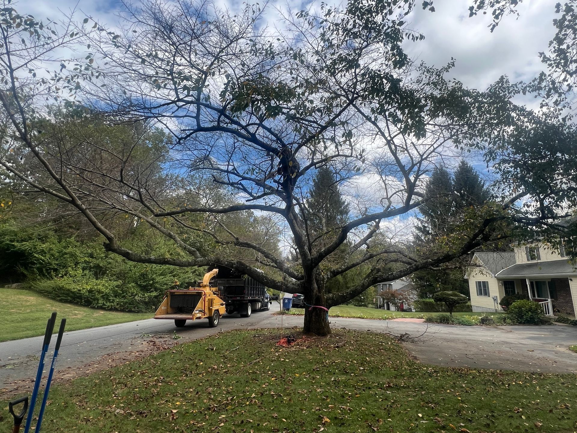 A large, bare tree stands in a grassy yard, with a wood chipper and truck parked on the street behind it.