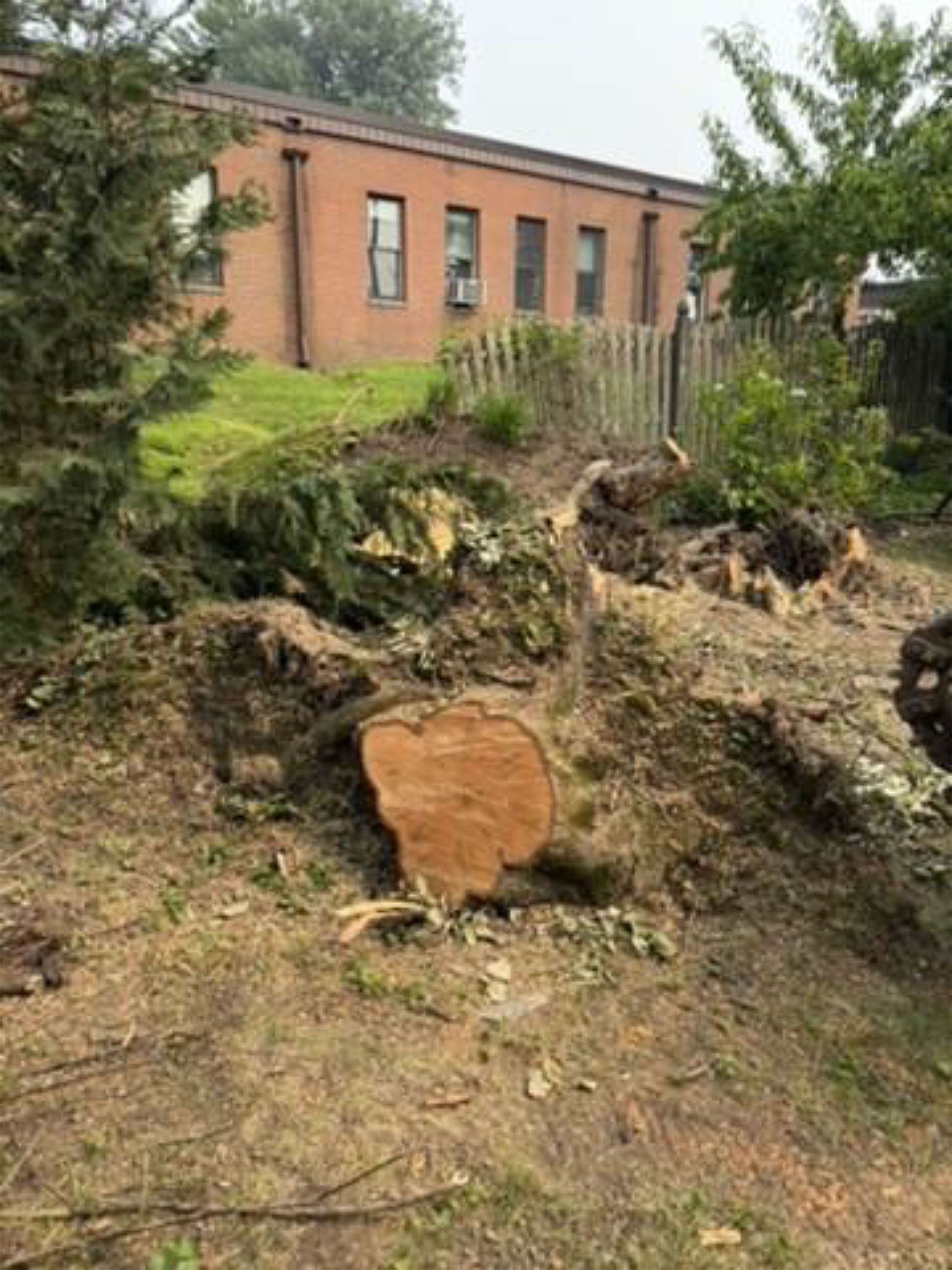Upturned tree stump on a muddy hillside beside a brick building and shrubs.