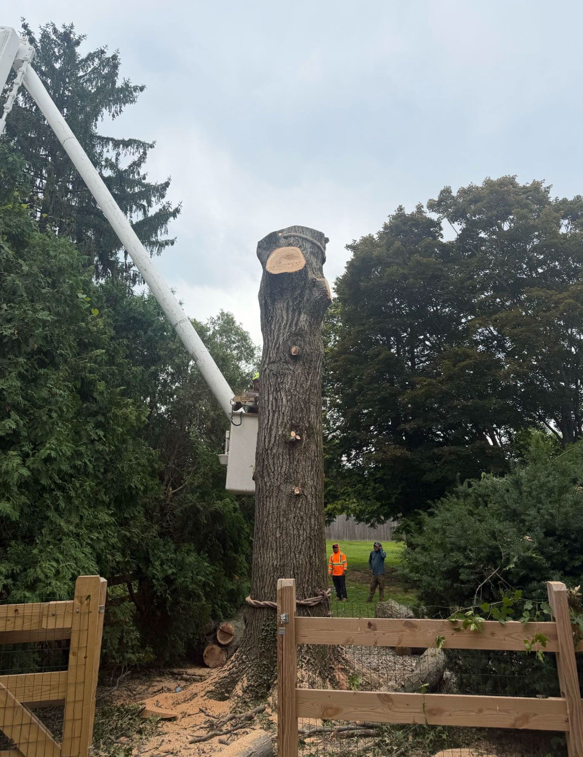 Freshly cut tree trunk with a woodcutter in orange in a fenced yard, surrounded by greenery.