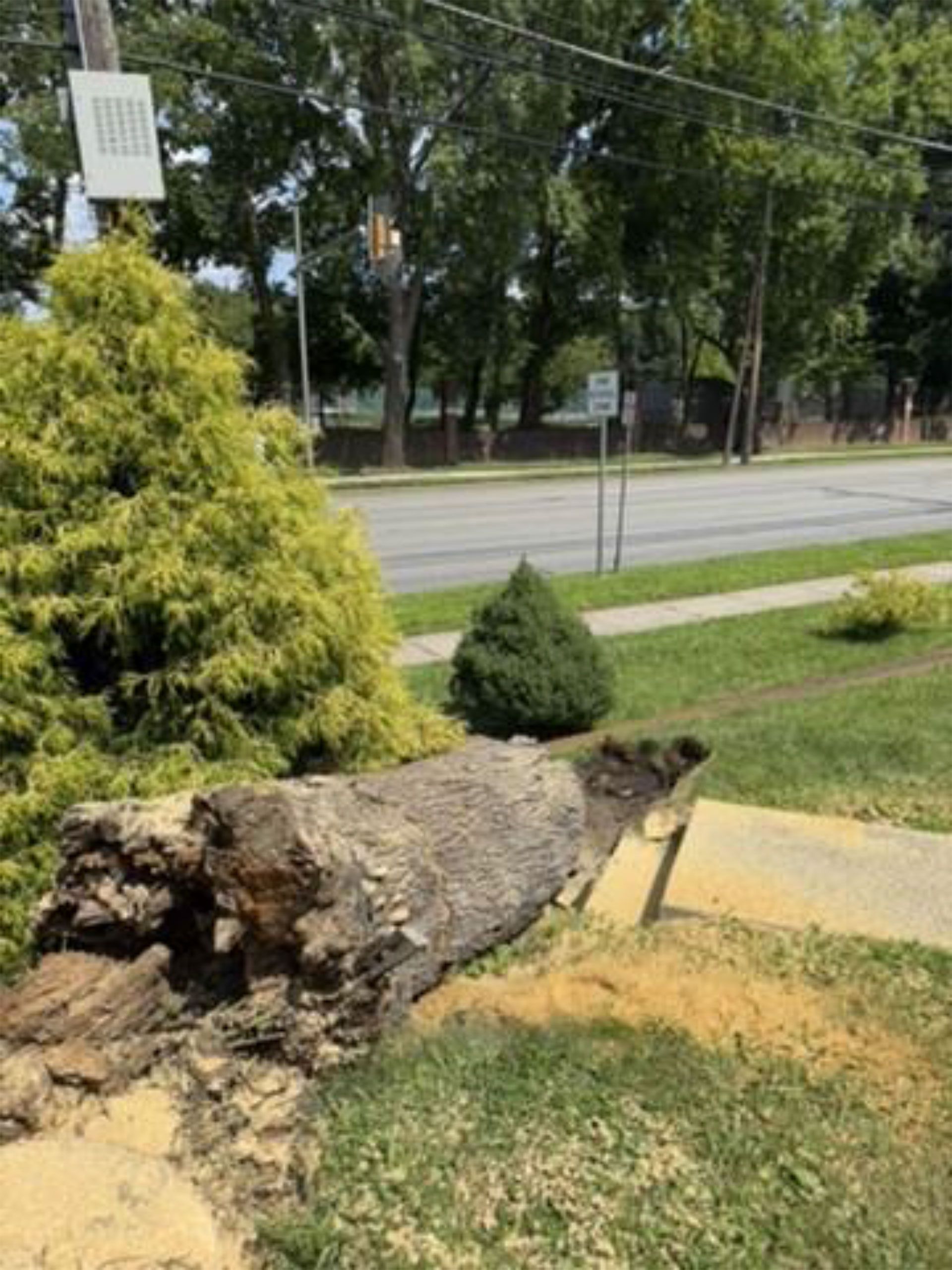Large fallen tree trunk beside a sidewalk with shrubs, grass, and a road in the background.