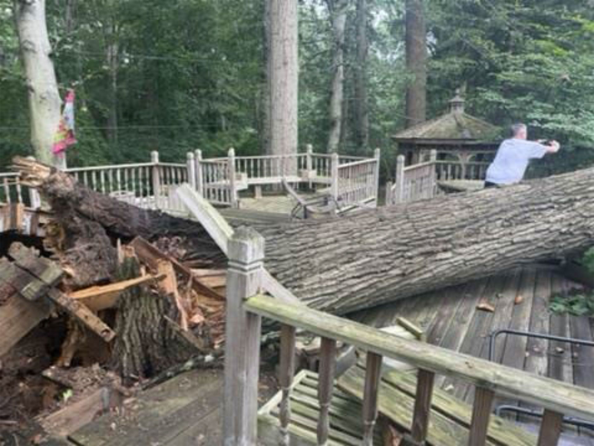 Tree fallen across a wooden walkway in a forest, with a person standing on it near a gazebo.