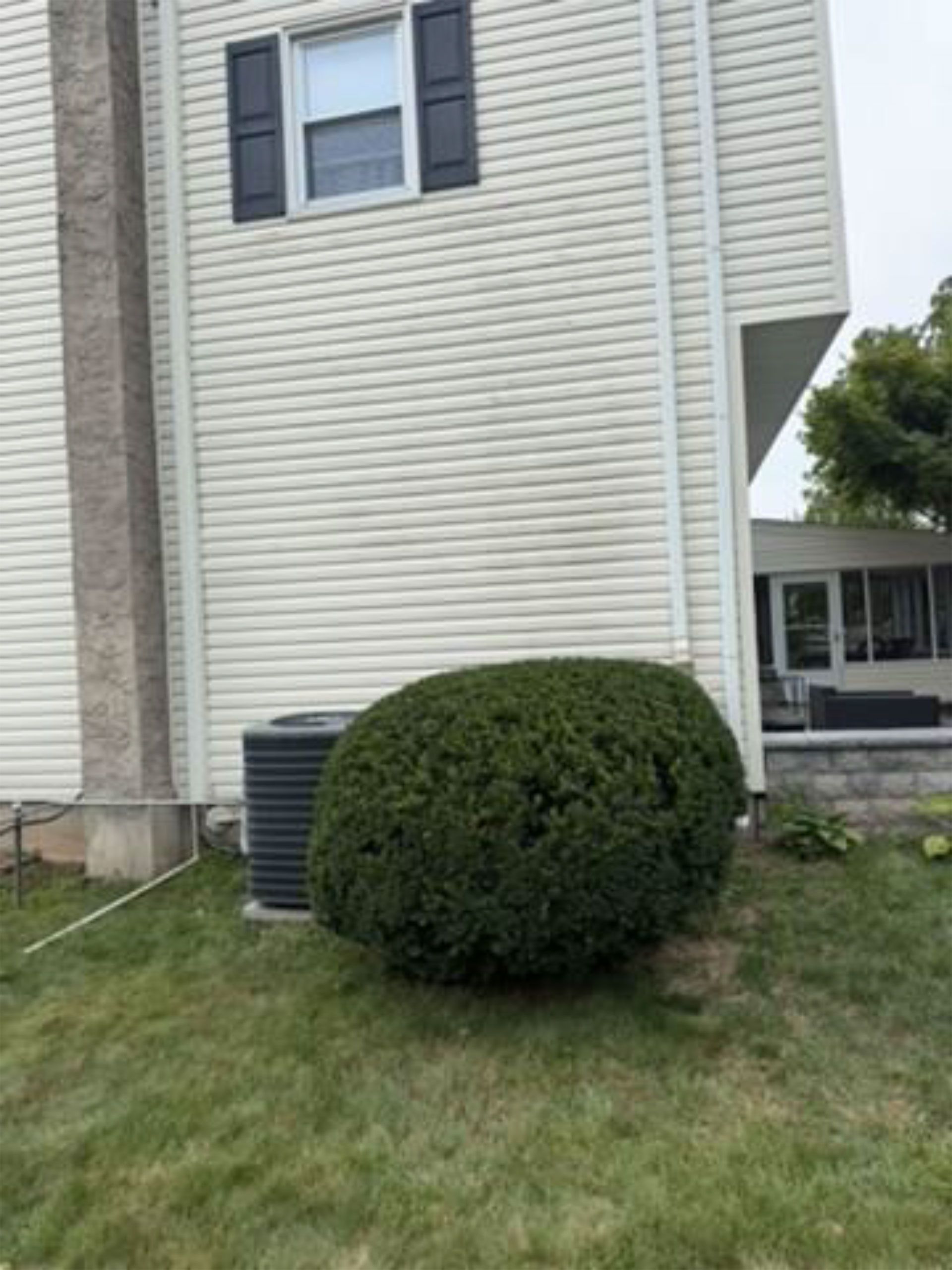 Trimmed shrub beside beige house with siding and a window; lawn in front.
