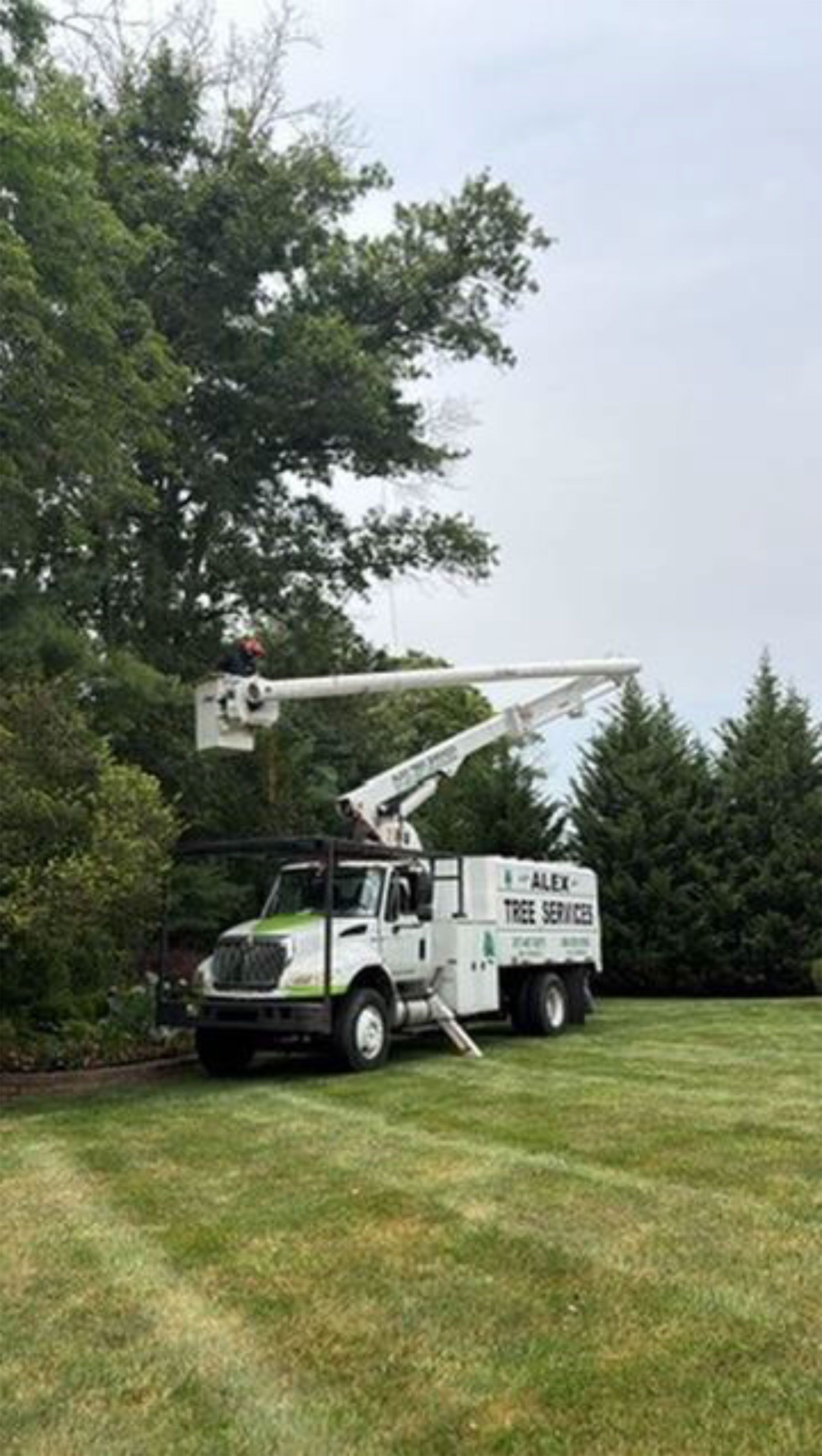 Bucket truck trimming a large tree beside a grassy lawn under an overcast sky.