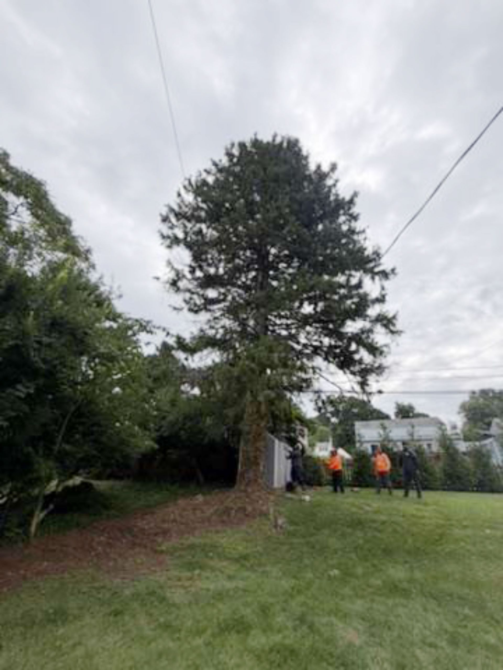 Large evergreen tree in a grassy yard with several people in orange shirts gathered near its base.