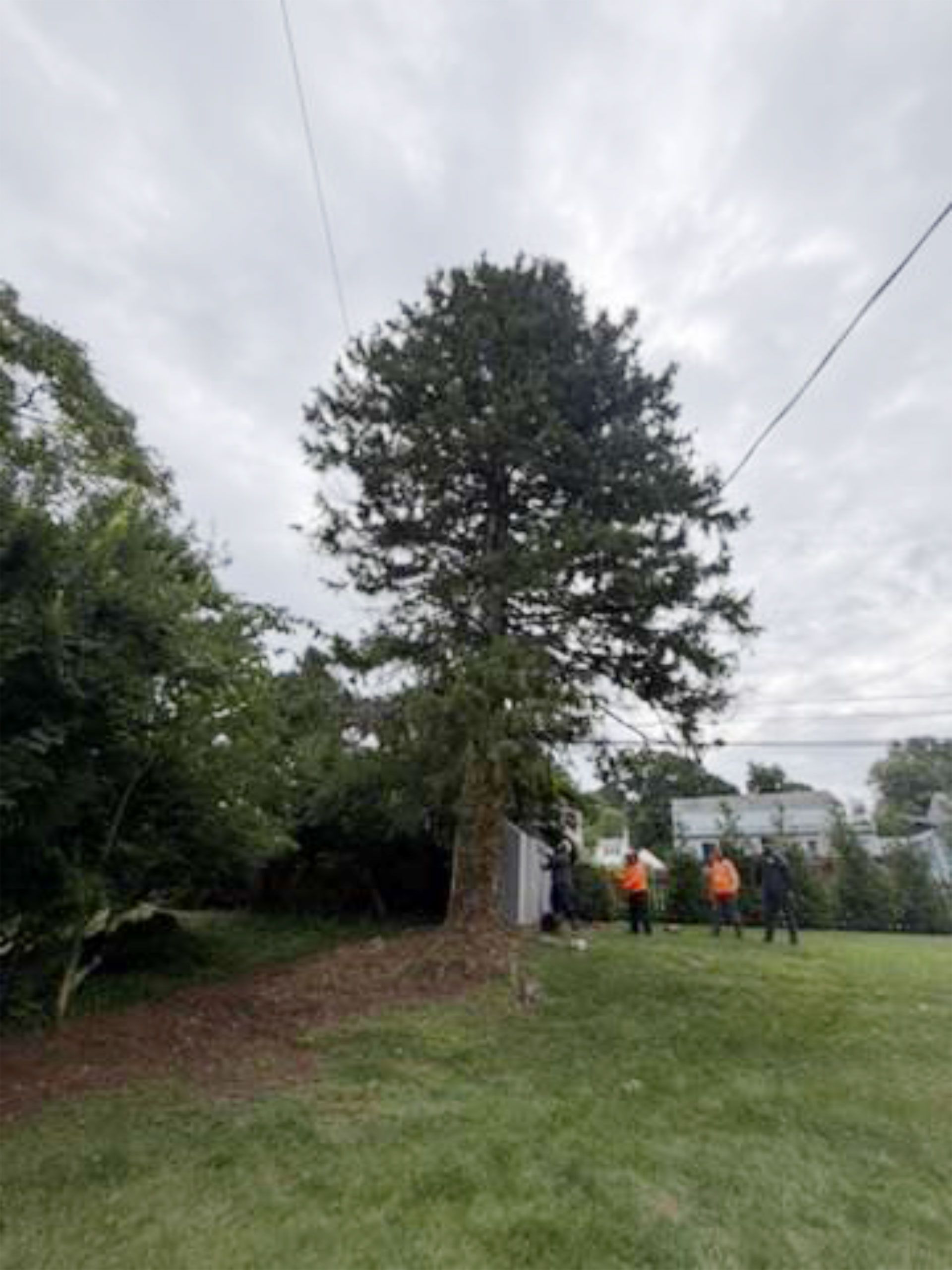 Workers in orange safety vests trimming a tree in a grassy yard under a cloudy sky.