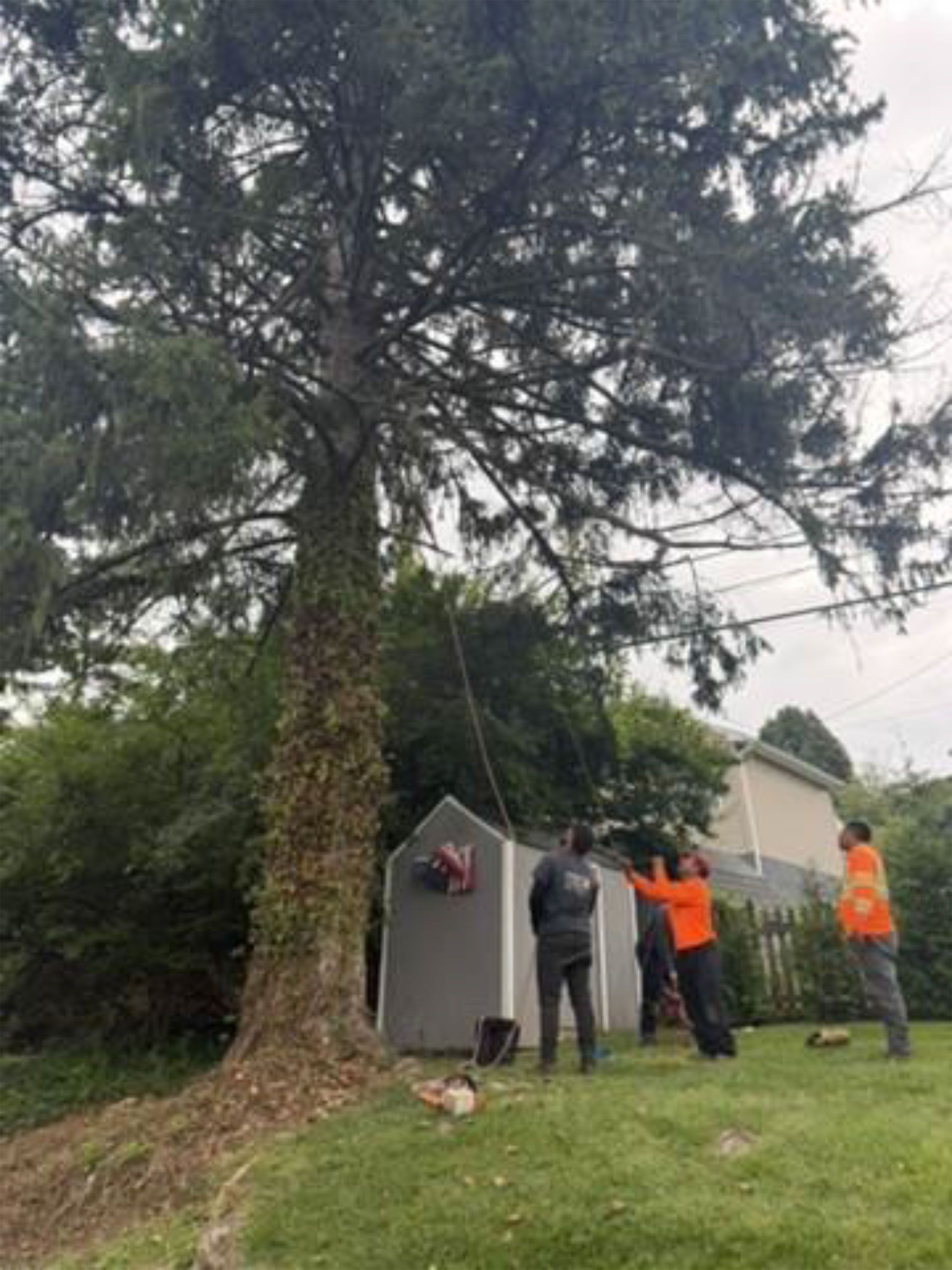People in orange vests and gray jackets working beside a large tree and small shed in a grassy yard.