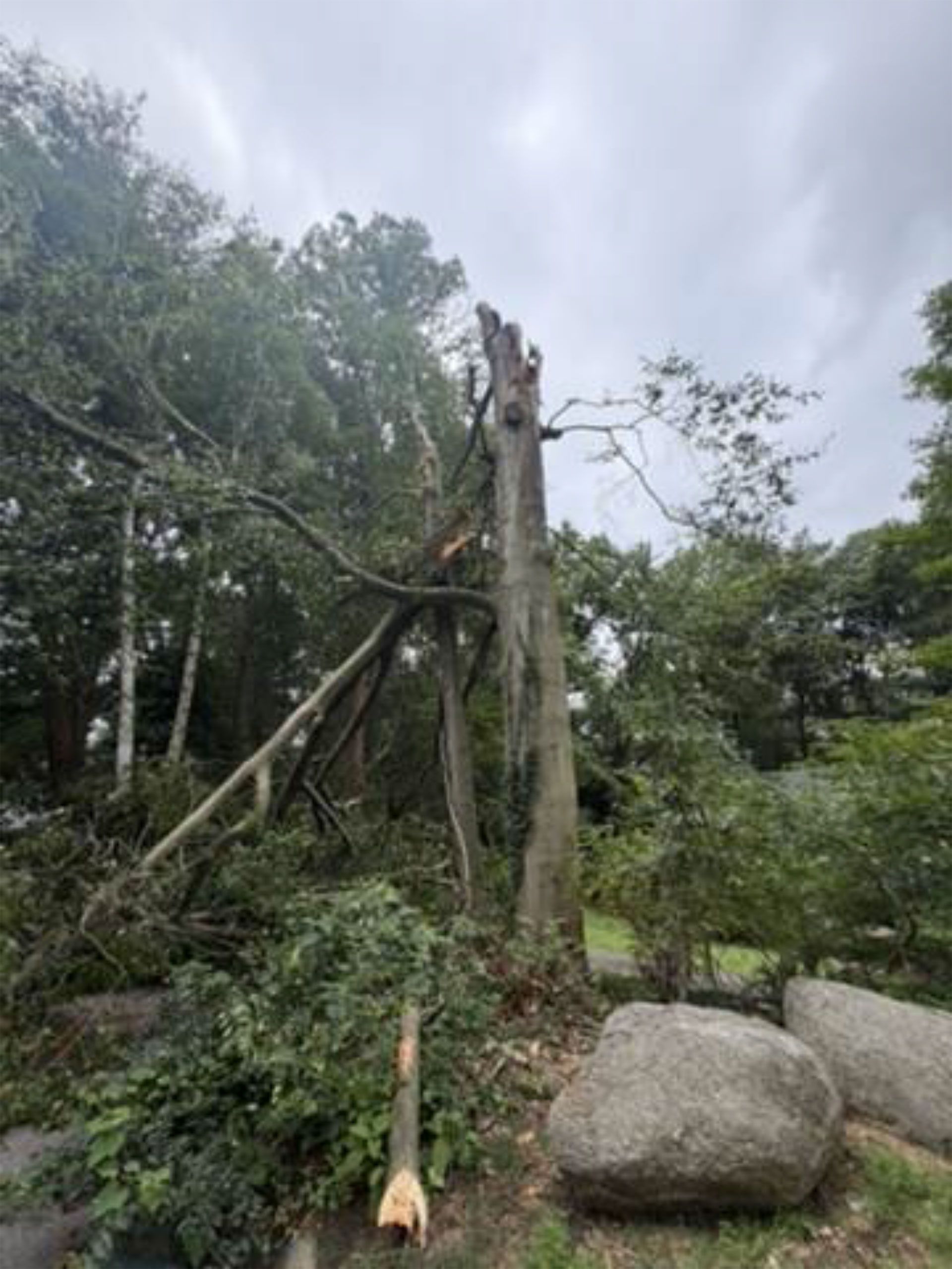 Damaged tree trunk and fallen branches in a wooded area beside large rocks under cloudy sky.