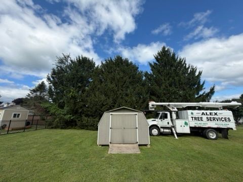 Lawn with three large trees, a small shed, and a white tree service truck under a cloudy sky.
