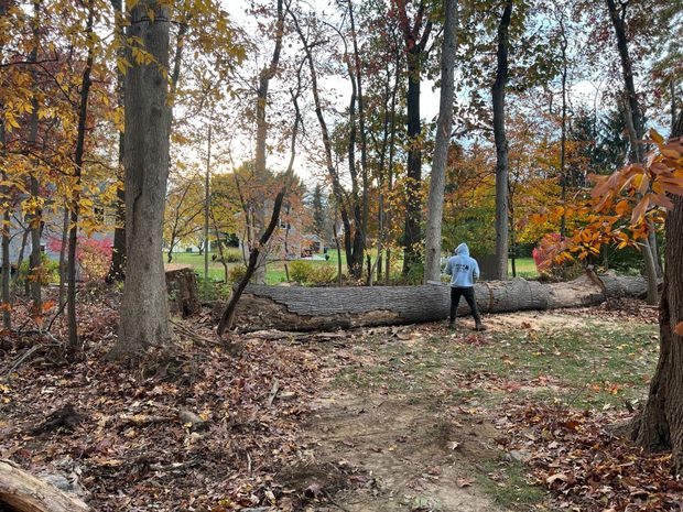 Alex L&T Tree Services Inc