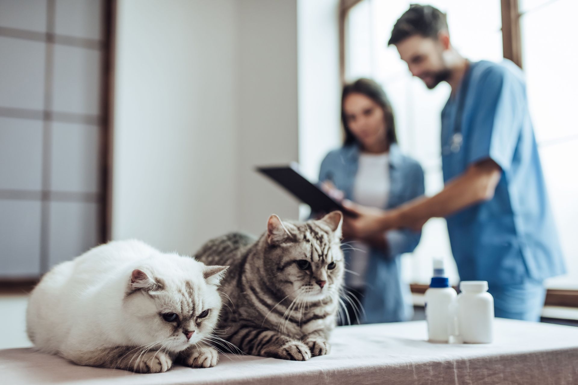 emergency veterinarian