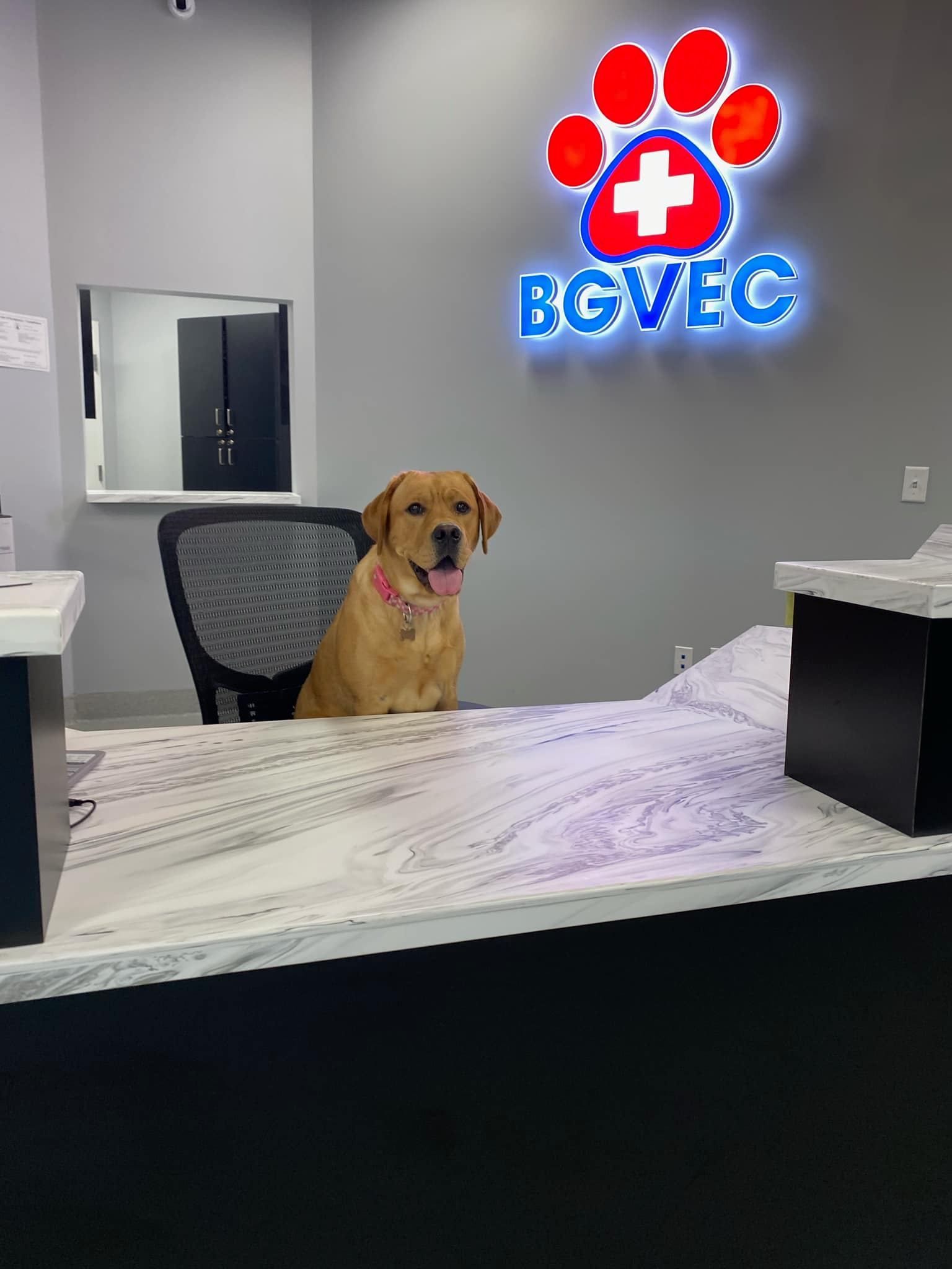 A dog is sitting at a desk in a veterinary office.