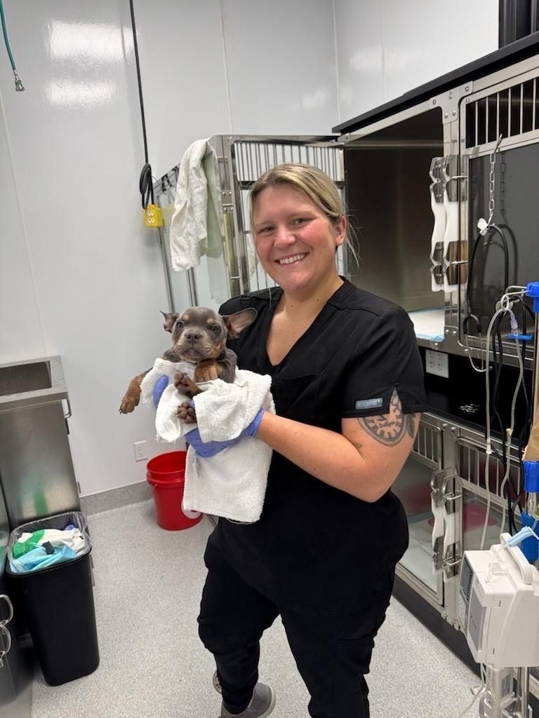Veterinarian holds a small puppy wrapped in a towel.
