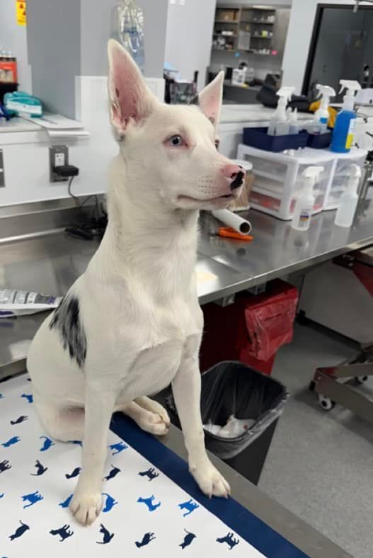 A white dog is sitting on a table in a veterinary office.