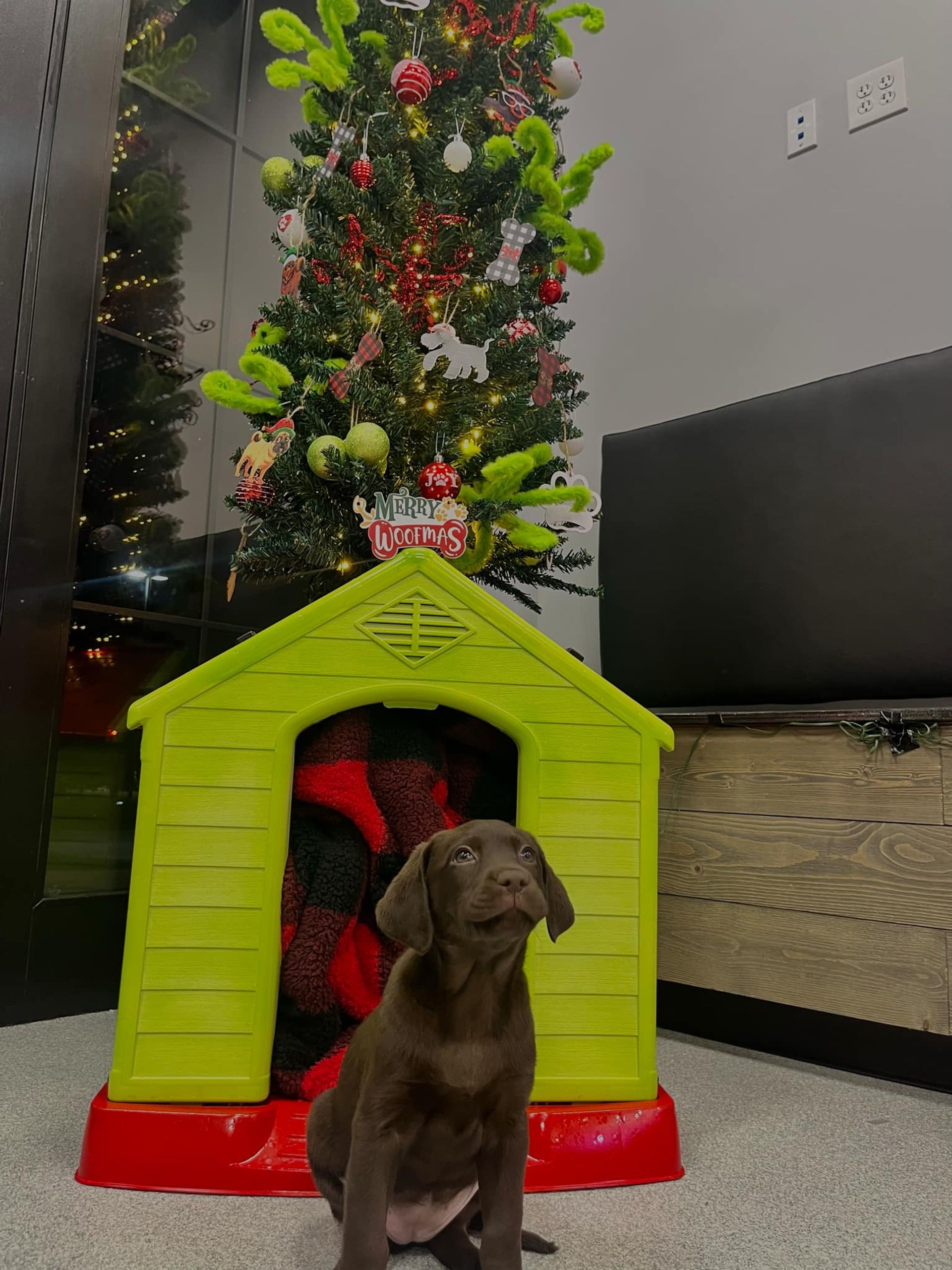 A puppy is sitting in a green dog house in front of a christmas tree at Bowling Green Veterinary Emergency Clinic.