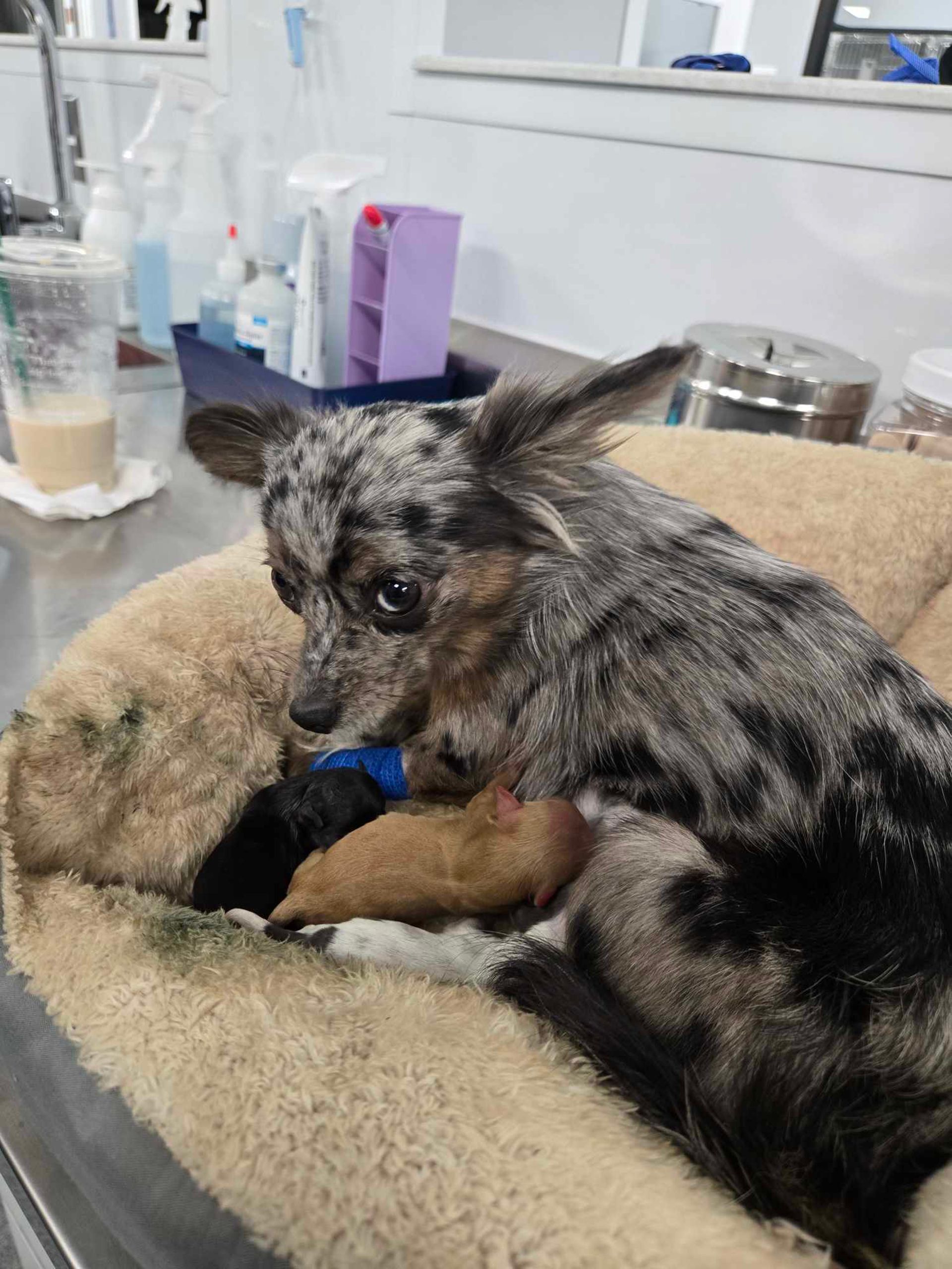 A small dog at Bowling Green Veterinary Emergency Clinic is laying on a blanket on a table.