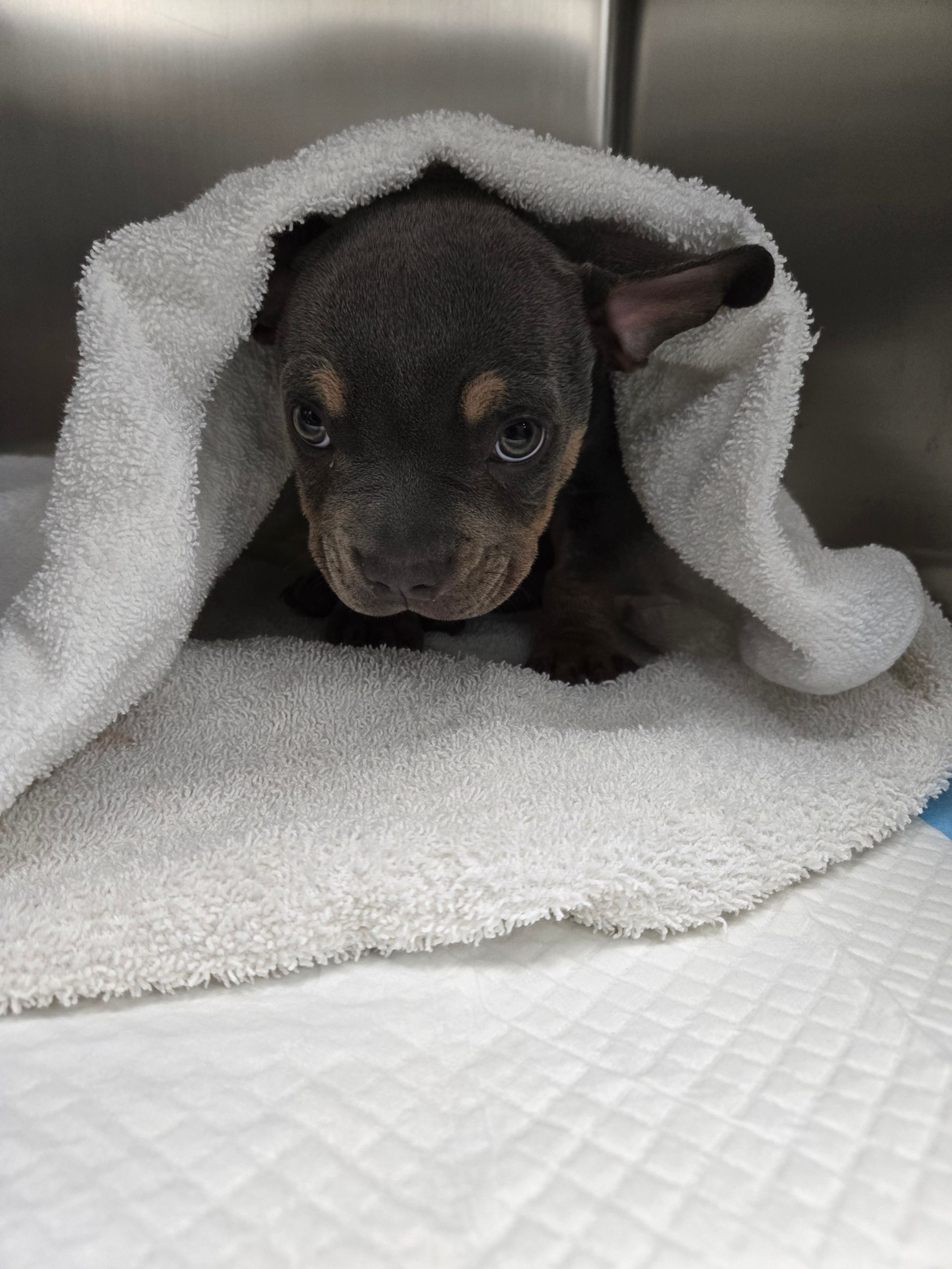A small puppy is sitting under a white towel at Bowling Green Veterinary Emergency Clinic.