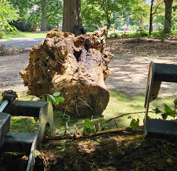 Stump of a felled tree, lifted by a machine with forks, on a grassy area near a road.