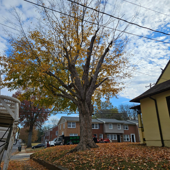 A tall tree with yellow leaves on a grassy lawn, houses and a blue sky in the background.