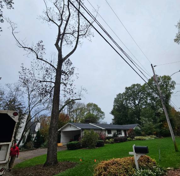 A tall tree pruned near power lines and a house on a cloudy day, a worker nearby.