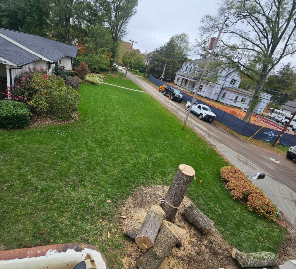 Lawn with freshly cut tree stumps, logs. Vehicles parked along the street near houses.