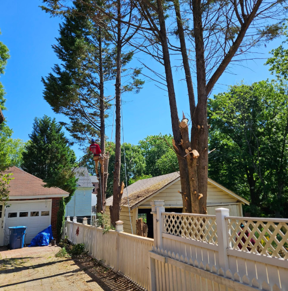 A tree service worker in a red shirt trims tall trees near a white picket fence and houses on a sunny day.