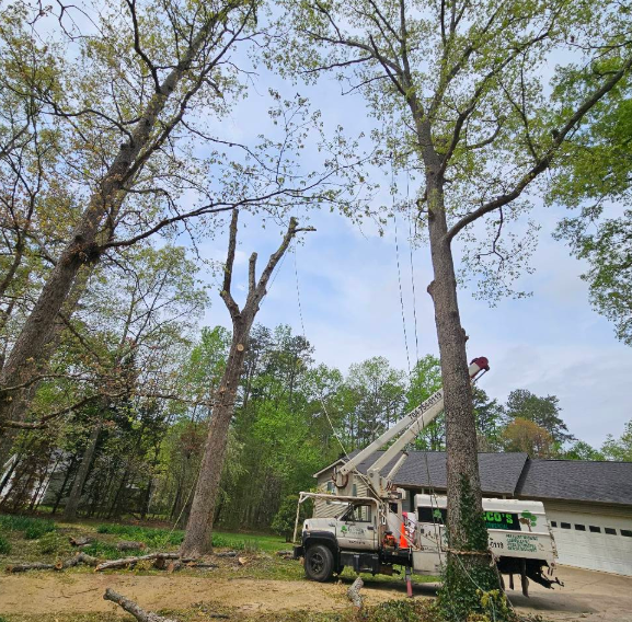 A tree service truck trimming tall trees in a yard with a partially trimmed tree and sky.