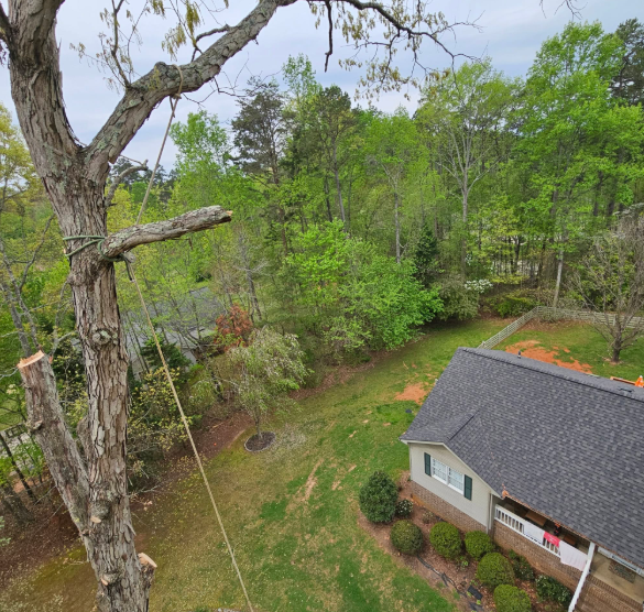Tree trimming over a house; green trees and lawn surround the home.