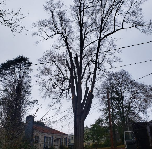 Tall tree with cut limbs against a cloudy sky, next to a house and power lines.