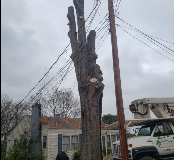 A tall tree heavily pruned near power lines and a utility truck in front of a house.