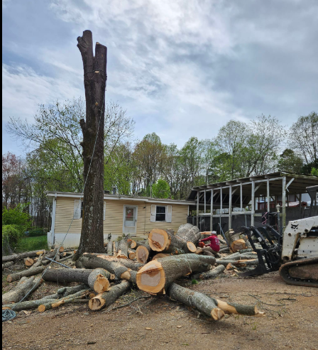 Tree stump next to a house with logs scattered, and a skid steer.