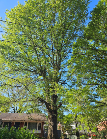 Large tree with bright green leaves, reaching towards blue sky, with power lines and houses visible.