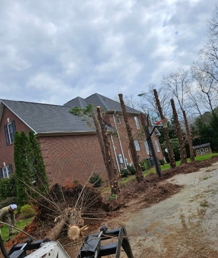 A row of palm tree trunks with one tree lying on its side. Trees are in front of a brick house.