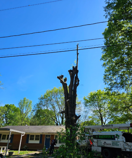 A partially cut tree stands near power lines under a bright blue sky. A tree service truck is visible.