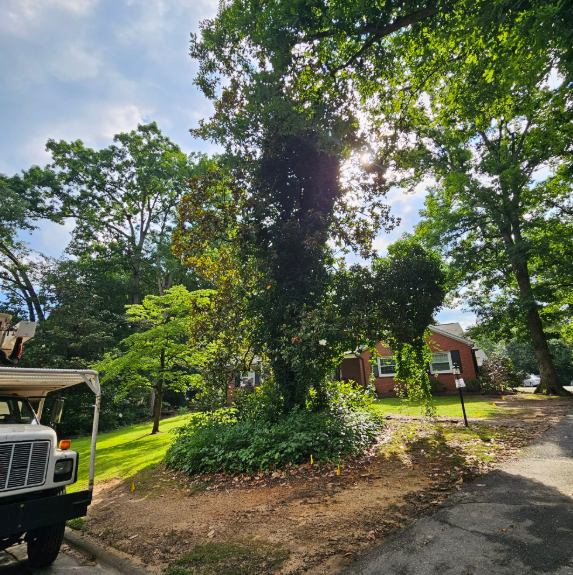 A tree surrounded by other trees, partially blocking sunlight with a truck on the left and a house in the background.