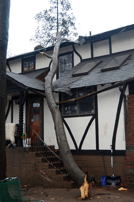 a tree has fallen on the side of a house.