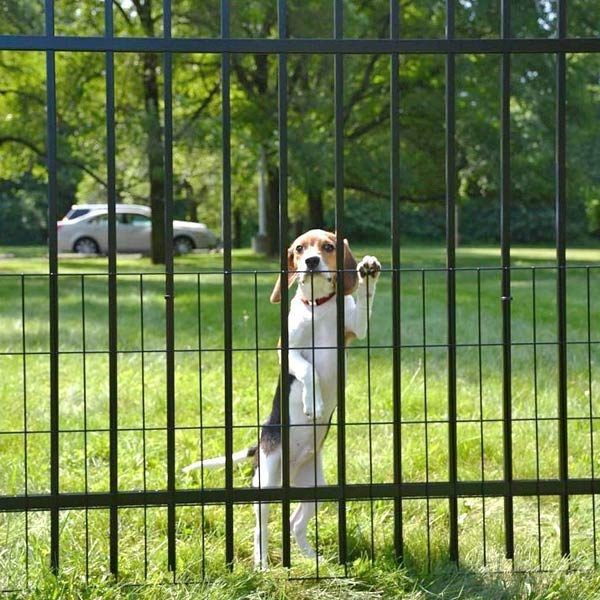 A brown and white dog standing behind a fence