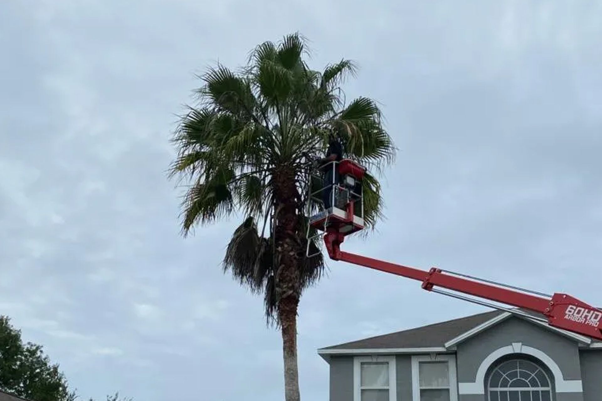 Person trimming a tall palm tree from a red lift; cloudy sky, gray house visible.