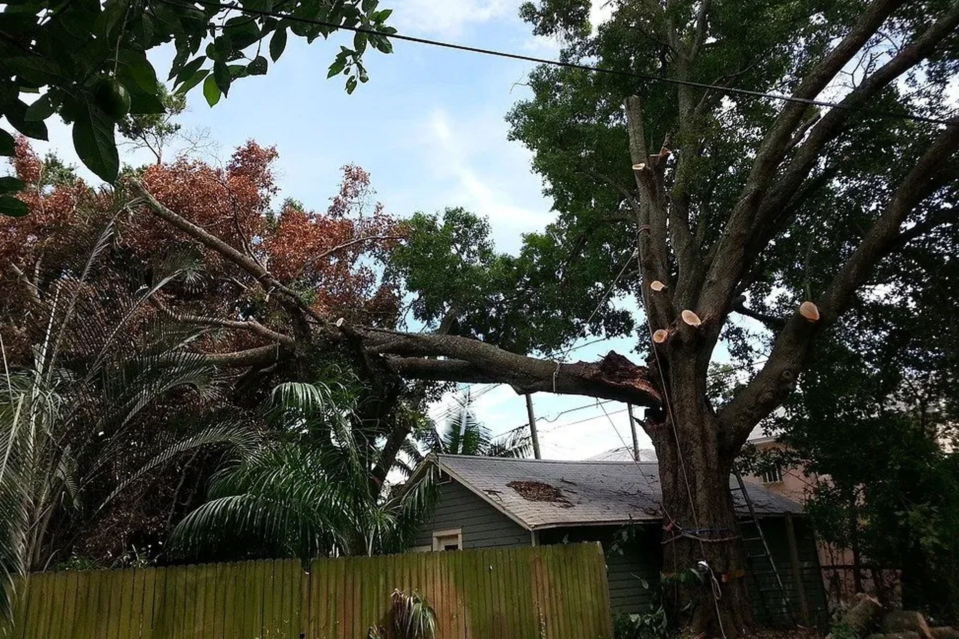 A large tree with a broken branch over a house, cloudy sky, green foliage, brown fence.