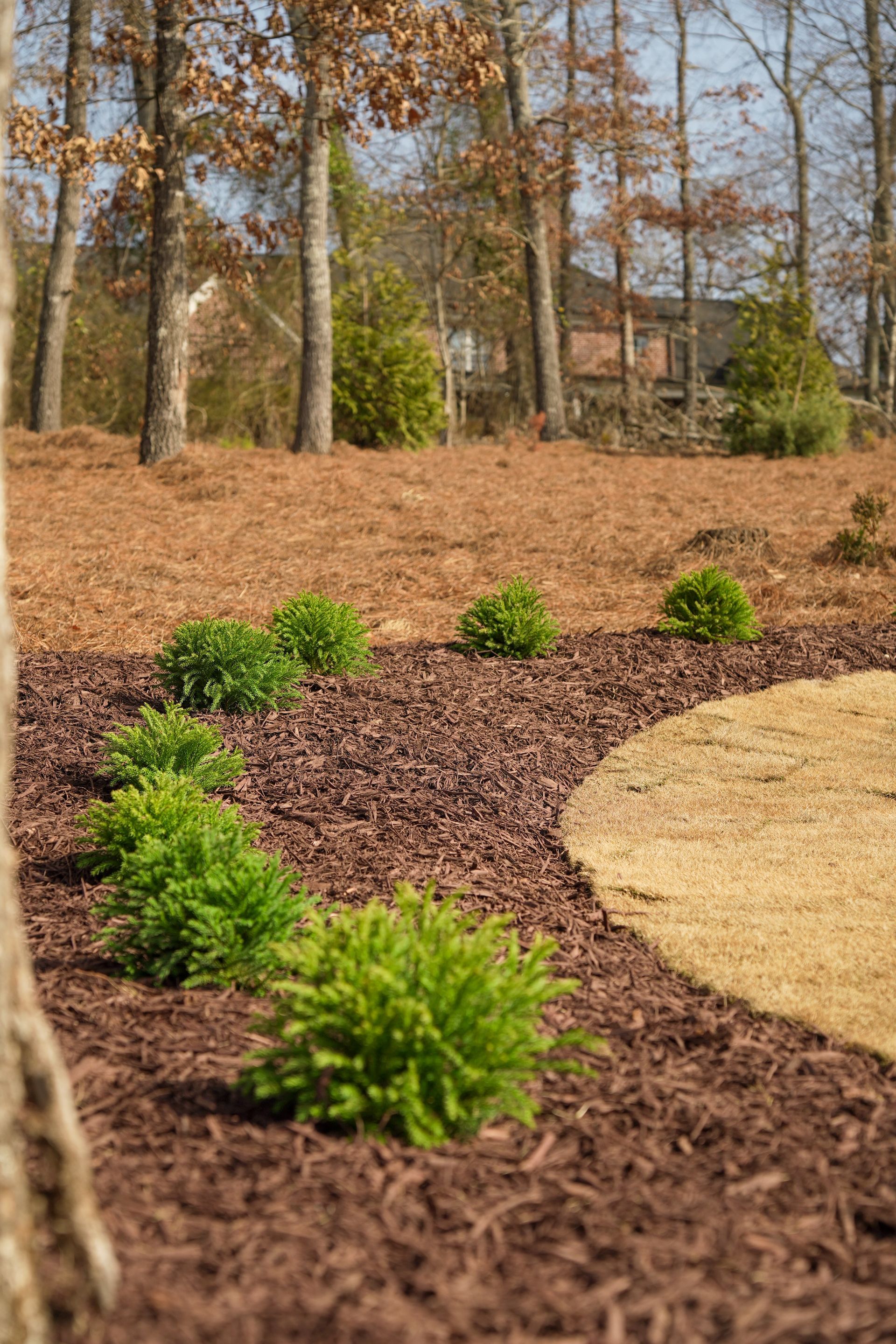 Landscaped yard with green shrubs, brown mulch, and a path of straw. Trees and a house in the background.