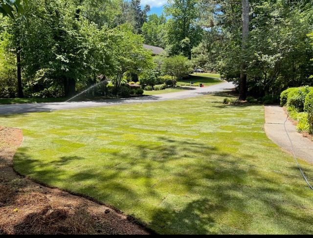 Sunny suburban lawn with trees, a curving driveway, and a sidewalk beside a house