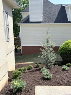Mulched landscaping bed with small shrubs and a young evergreen beside houses