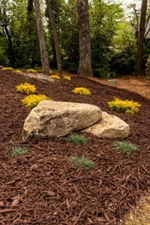 Landscaped garden with mulch, yellow flowers, and large rocks beneath tall trees