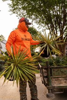 Worker in orange hoodie and face covering loading spiky plants onto a trailer outdoors